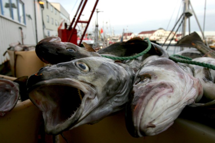 Bacalhau fresco