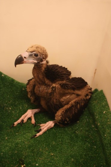 Nasceu no Alentejo o primeiro abutre negro em 40 anos 941314?tp=UH&db=IMAGENS&w=370